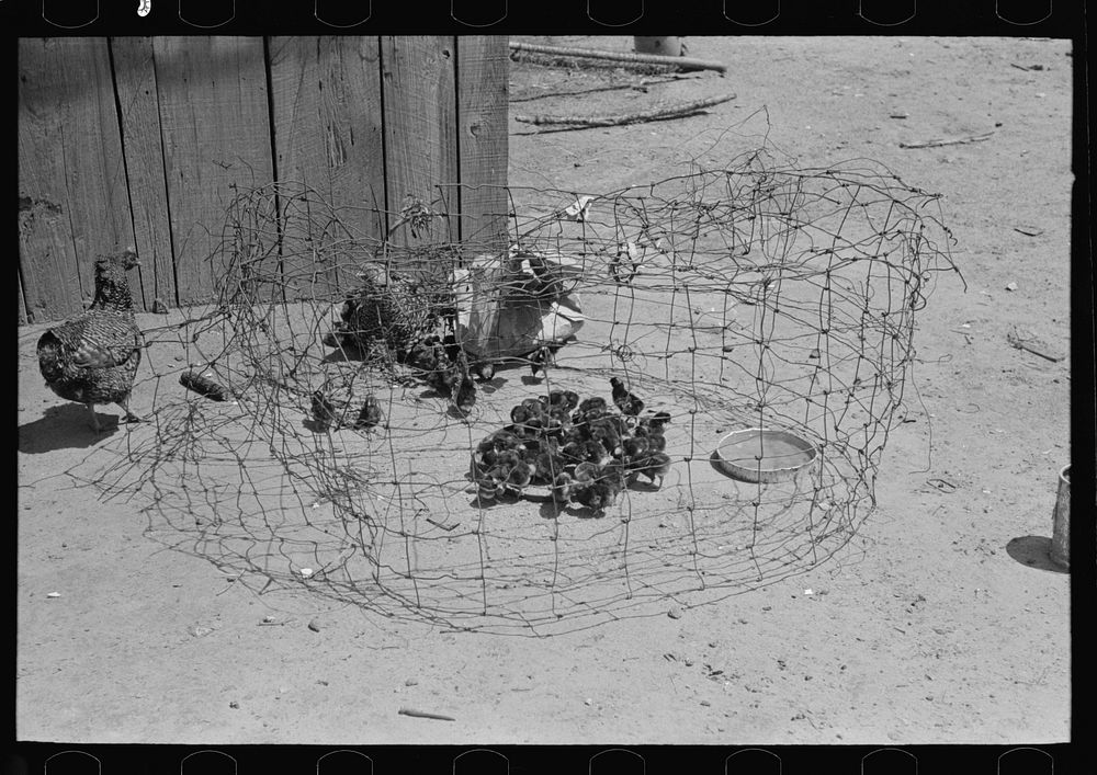 Primitive coop for chicks, Southeast Missouri Farms by Russell Lee