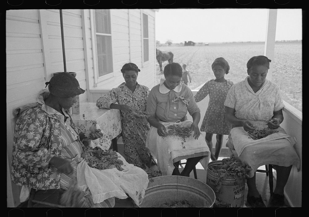 [Untitled photo, possibly related to: Southeast Missouri Farms. FSA (Farm Security Administration) clients preparing greens…