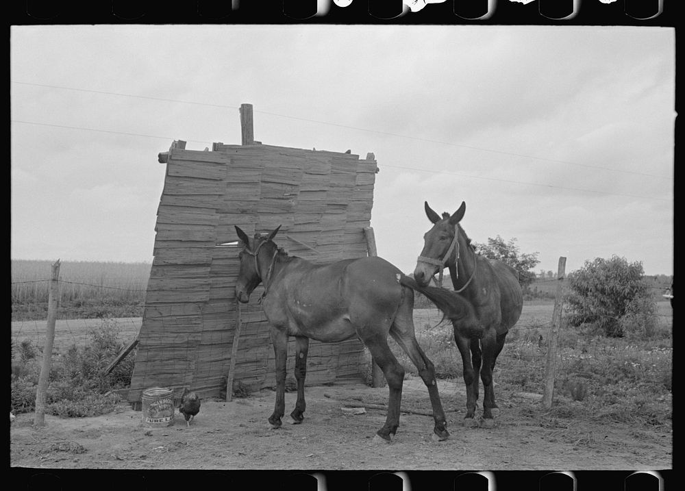 Typical windbreak for animals on sharecropper farms, Southeast Missouri Farms by Russell Lee