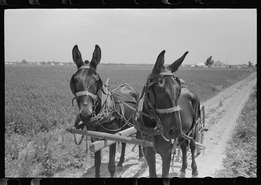 [Untitled photo, possibly related to: New Madrid County, Missouri. Sharecropper cultivating cotton. Southeast Missouri…