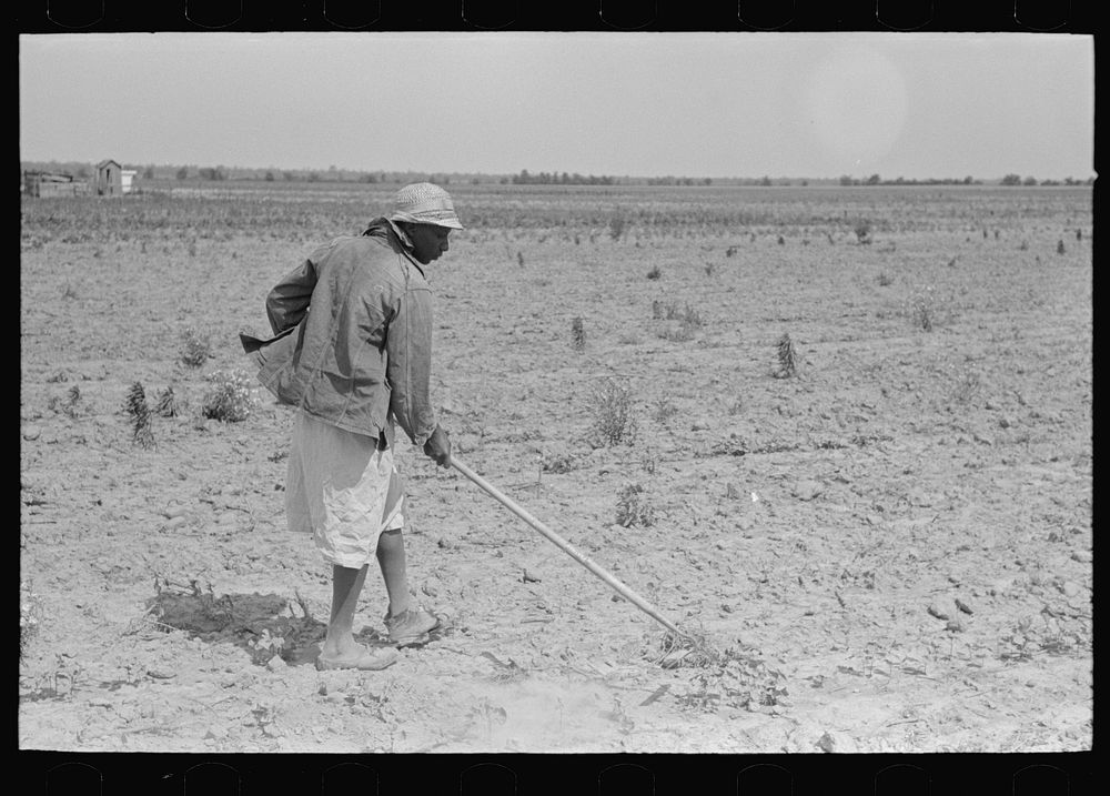 [Untitled photo, possibly related to: New Madrid County, Missouri. Sharecropper's wife chopping cotton, Southeast Missouri…