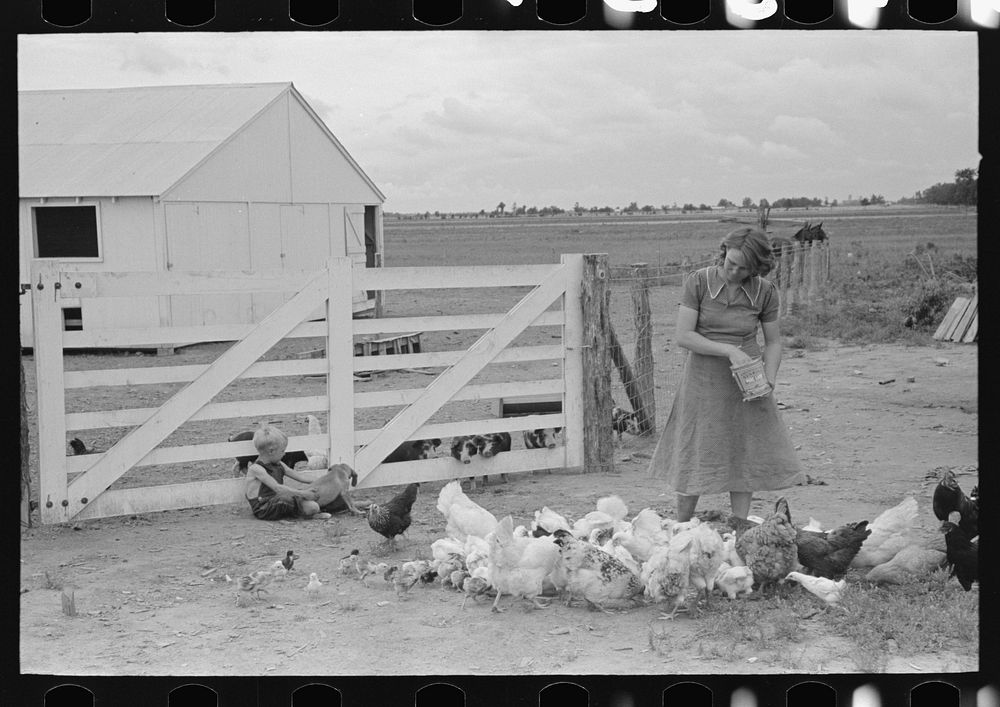 Southeast Missouri Farms. Wife of FSA (Farm Security Administration) client feeding chickens by Russell Lee