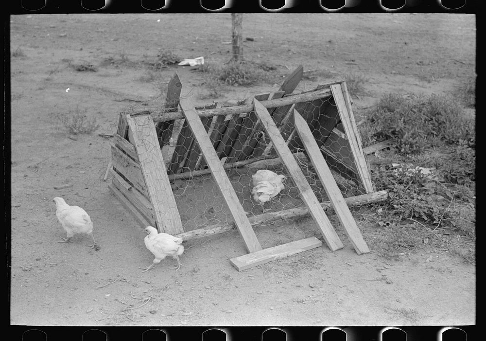 Chicken coop on sharecropper farm unit, Southeast Missouri Farms by Russell Lee