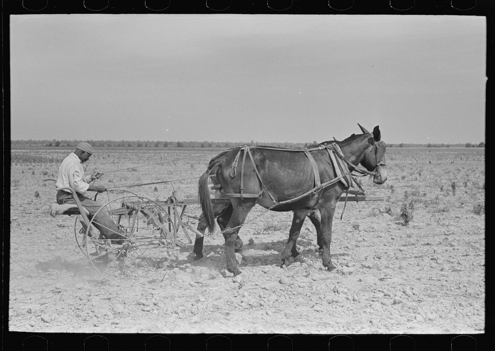 Southeast Missouri Farms. FSA (Farm Security Administration) client, former sharecropper, cultivating cotton by Russell Lee