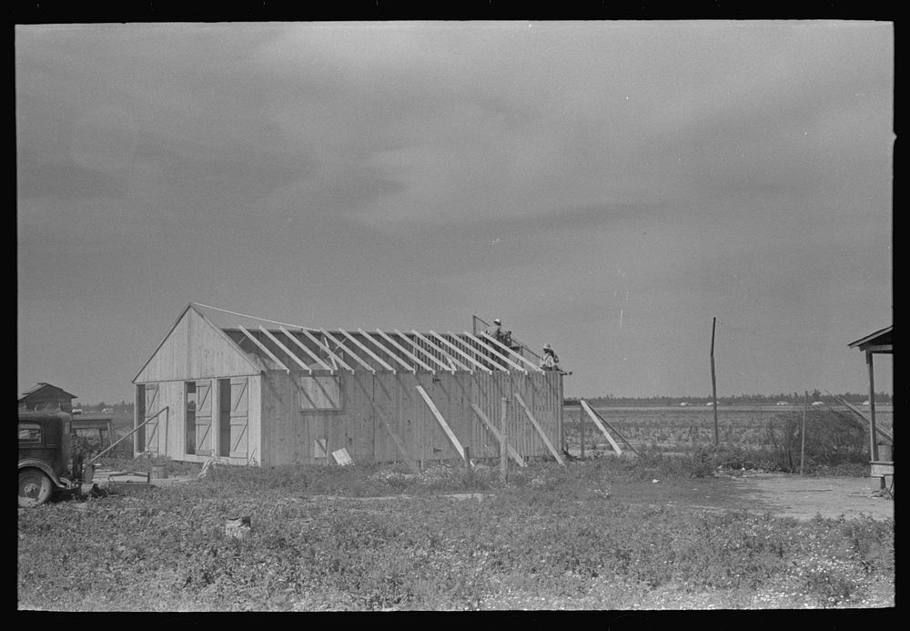 [Untitled photo, possibly related to: Barn erection. Nailing gable ends in place. Southeast Missouri Farms Project] by…
