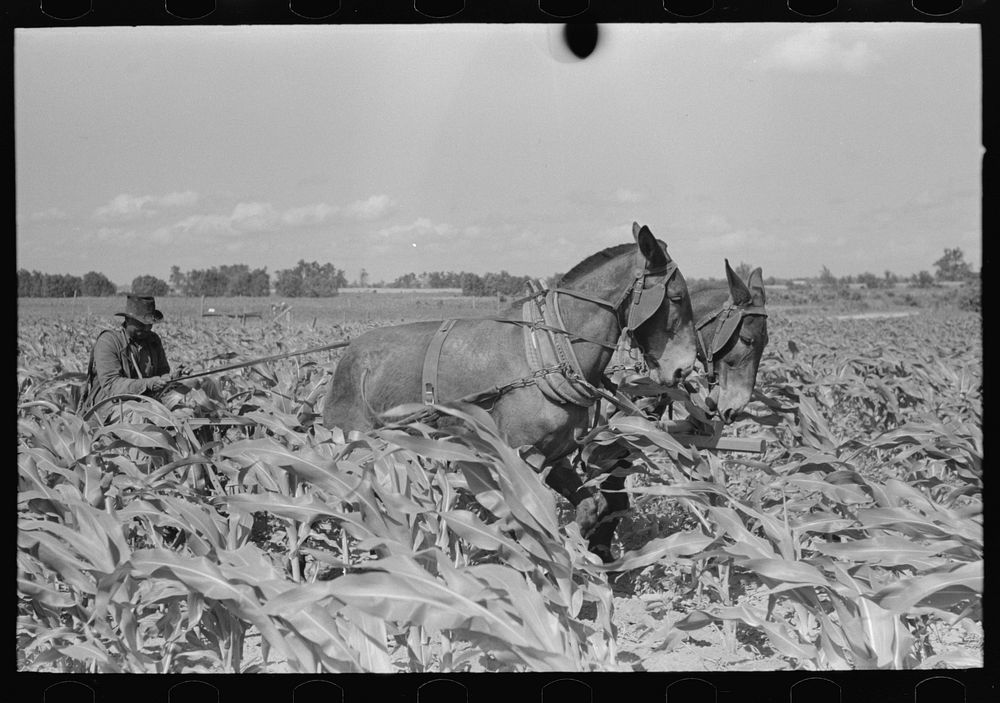 Southeast Missouri Farms. FSA (Farm Security Administration) client, former sharecropper, cultivating corn by Russell Lee