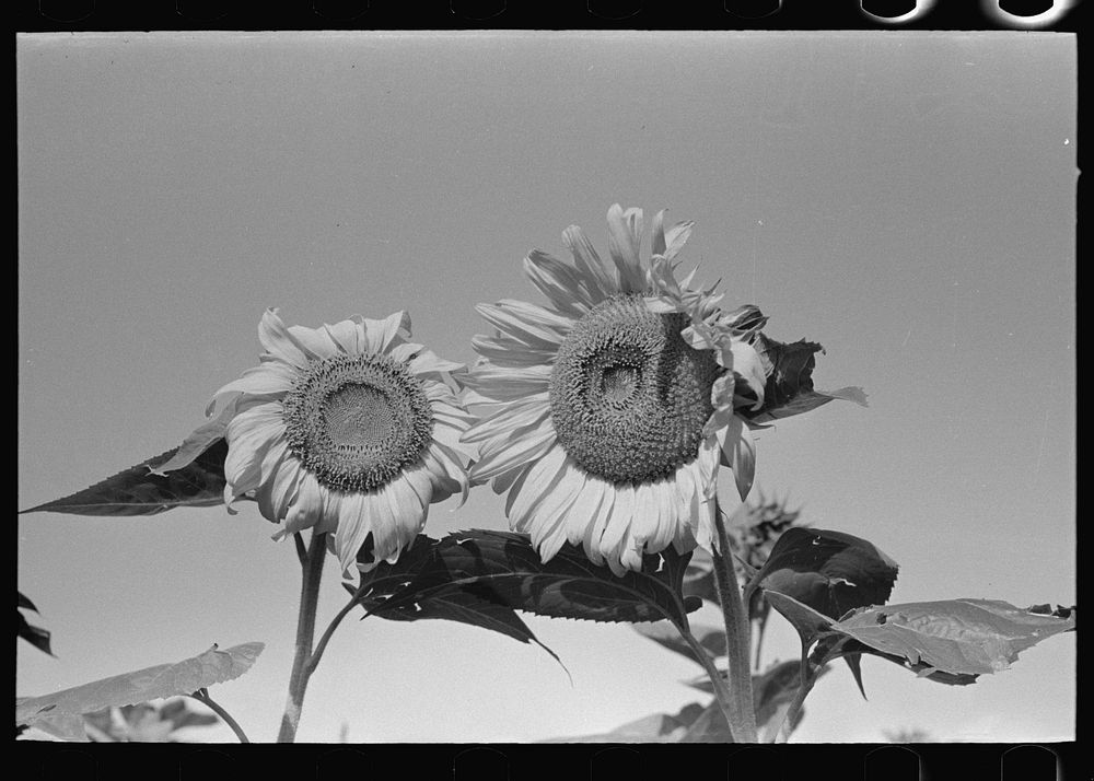 New Madrid County, Missouri. Sunflower heads in field, Southeast Missouri Farms by Russell Lee