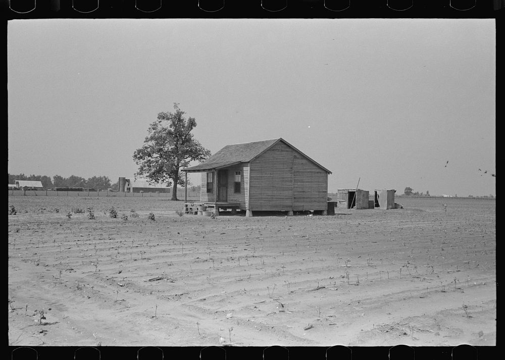 [Untitled photo, possibly related to: Sharecropper's cabin surrounded by cotton field ruined by hail. Note absence of…