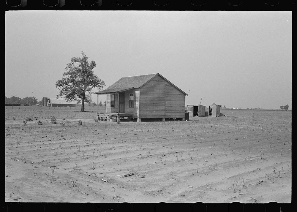 Sharecropper's cabin surrounded by cotton field ruined by hail. Note absence of garden; sharecropper has two crops, corn and…