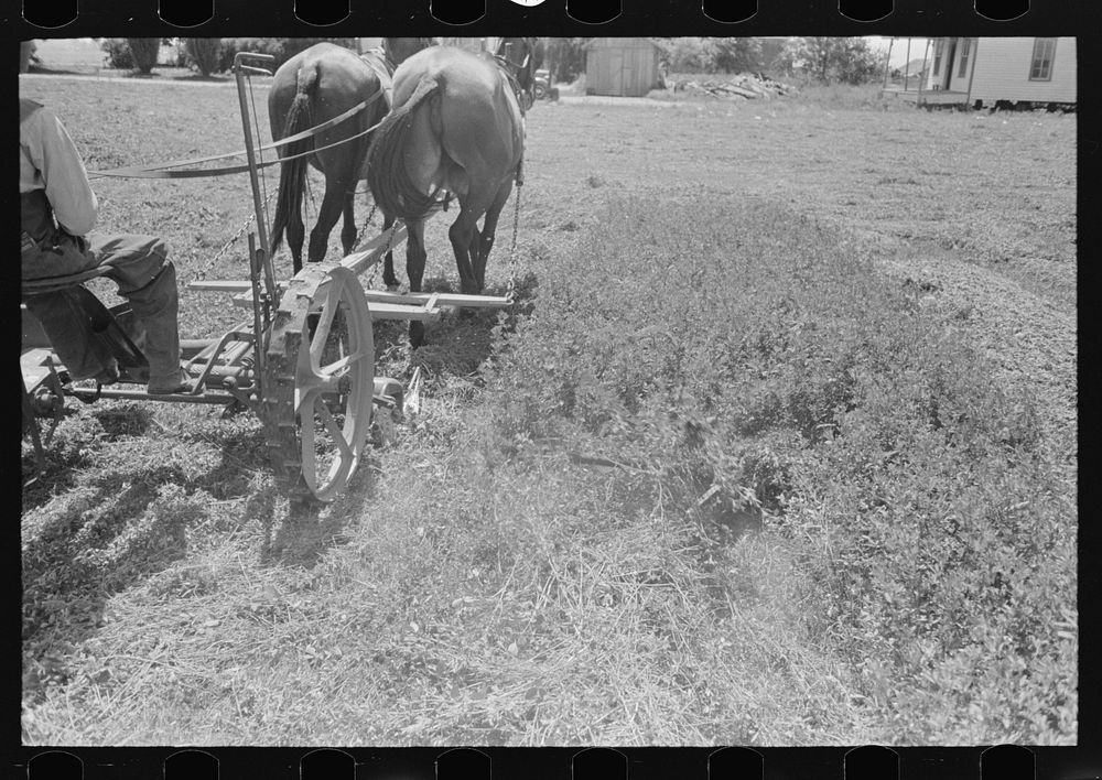 New Madrid County, Missouri. Cutting alfalfa by Russell Lee