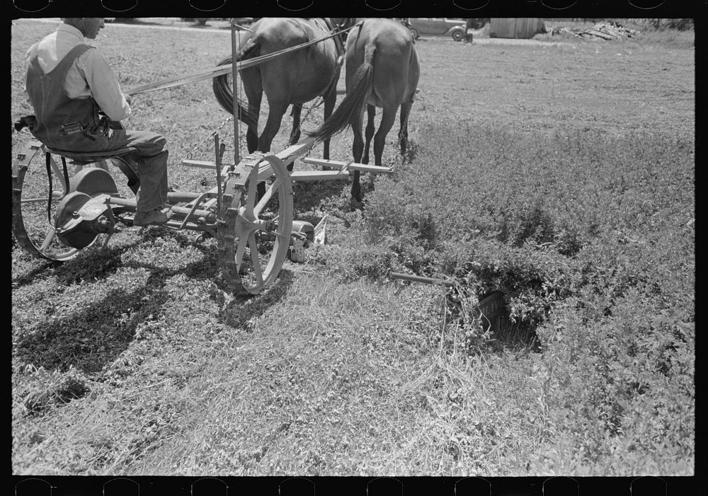[Untitled photo, possibly related to: Ex-sharecropper, FSA (Farm Security Administration) client, going to work in the…