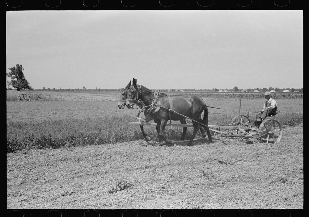 [Untitled photo, possibly related to: Ex-sharecropper, FSA (Farm Security Administration) client, going to work in the…