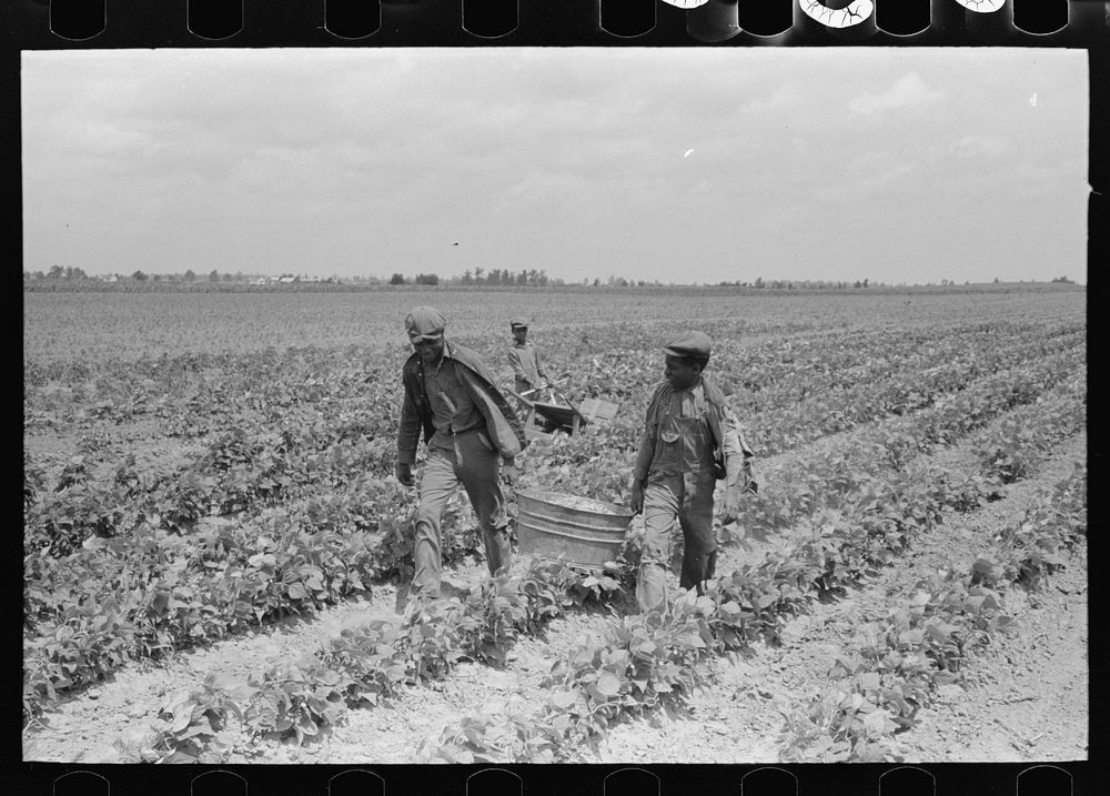 Southeast Missouri Farms. Children of FSA (Farm Security Administration) client bringing in string beans by Russell Lee