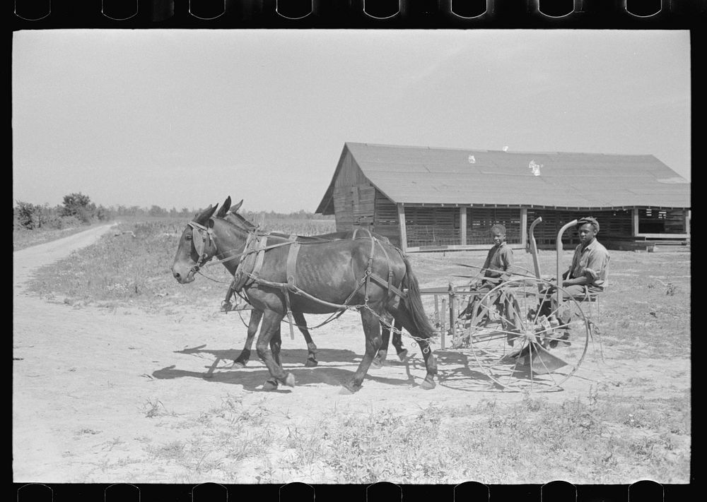 Ex-sharecropper, FSA (Farm Security Administration) client, going to work in the fields, New Madrid County, Missouri by…