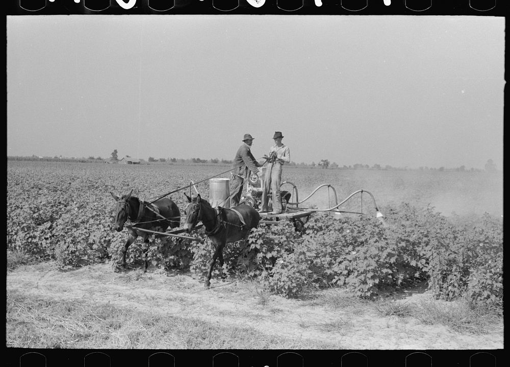 Spraying cotton for eradication of army worms by Russell Lee