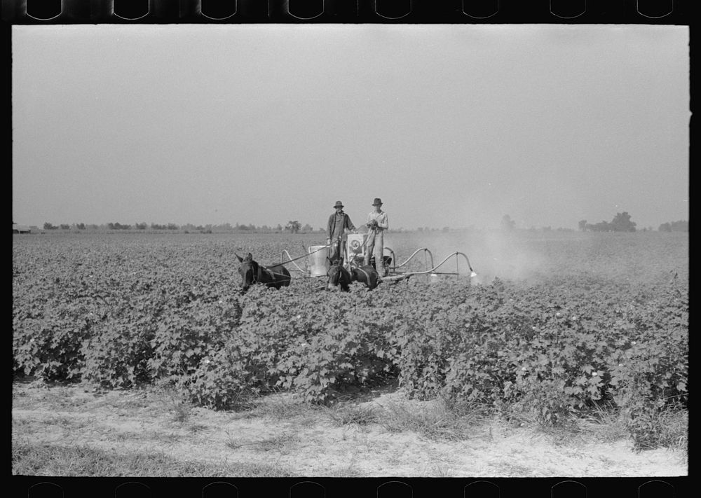 [Untitled photo, possibly related to: Spraying cotton for eradication of army worms] by Russell Lee
