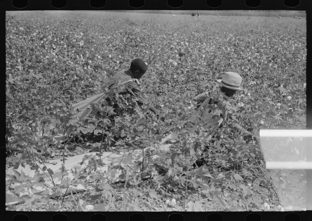 [Untitled photo, possibly related to: Picking cotton near Lehi, Arkansas] by Russell Lee