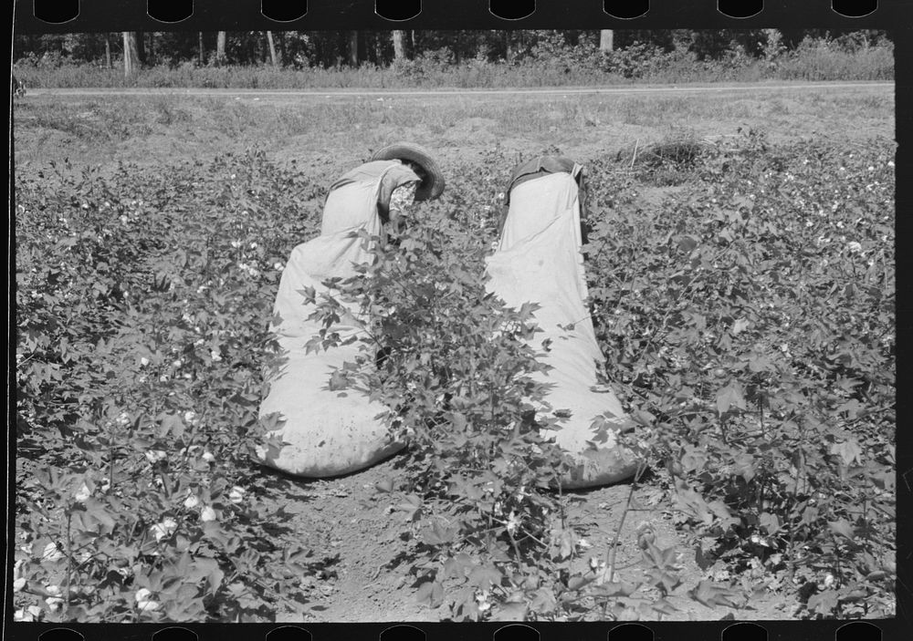 [Untitled photo, possibly related to: Cotton pickers with knee pads, Lehi, Arkansas] by Russell Lee