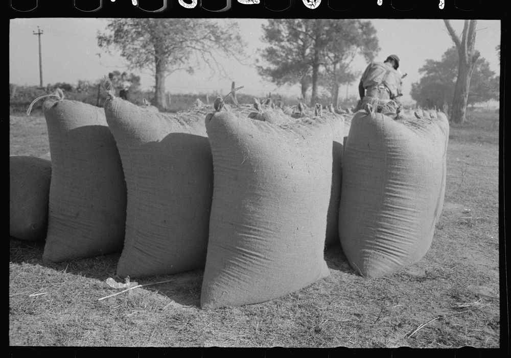Bags of rice fresh from thresher, Crowley, Louisiana by Russell Lee