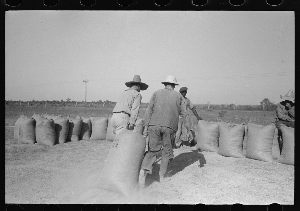 [Untitled photo, possibly related to: Dragging sacks of rice from thresher to stack, Crowley, Louisiana] by Russell Lee