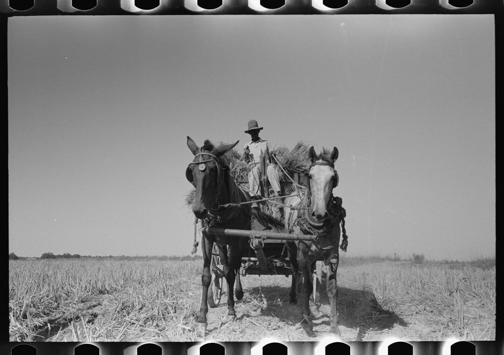 [Untitled photo, possibly related to: Latest method of transporting rice from the field to thresher, near Crowley…