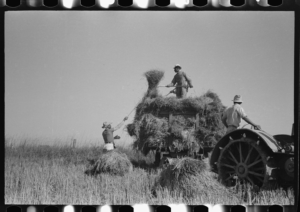 Pitching rice into wagon. Note that bundle of rice is caught by worker on wagon after it is pitched up. Crowley, Louisiana…