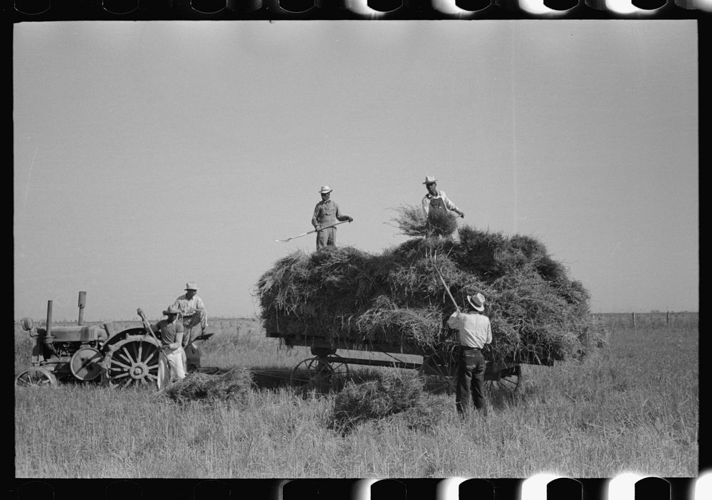 Harvesting rice, Crowley, Louisiana by Russell Lee