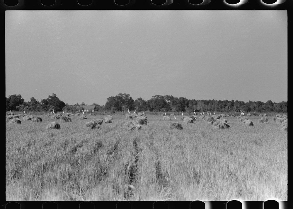 [Untitled photo, possibly related to: Cranes in rice field, Crowley, Louisiana] by Russell Lee