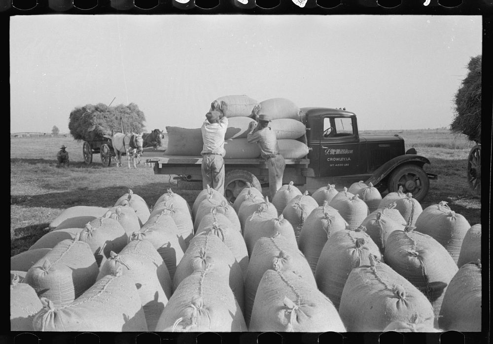 [Untitled photo, possibly related to: Bags of threshed rice in the foreground, with loading operations in middleground…