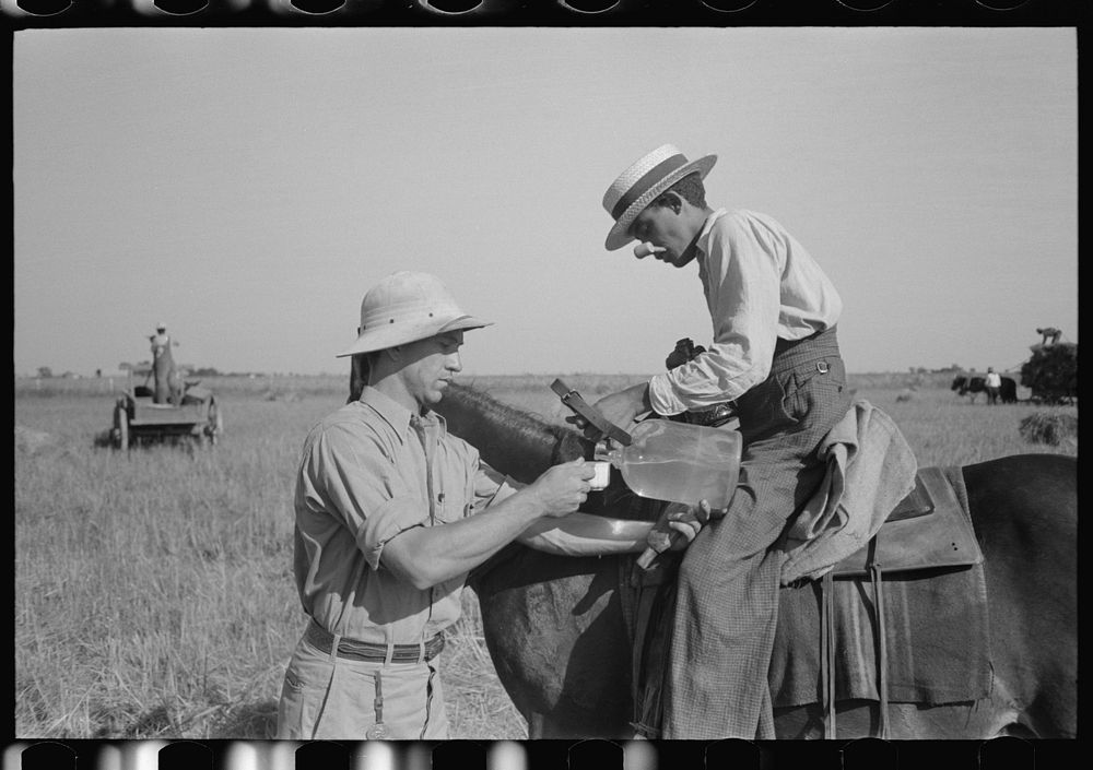 Rice farmer getting drink of water from water boy on farm near Crowley, Louisiana by Russell Lee