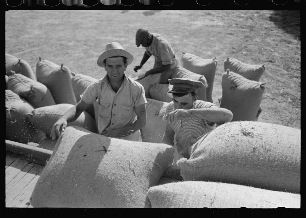[Untitled photo, possibly related to: Sewing filled sack of rice, Crowley, Louisiana] by Russell Lee