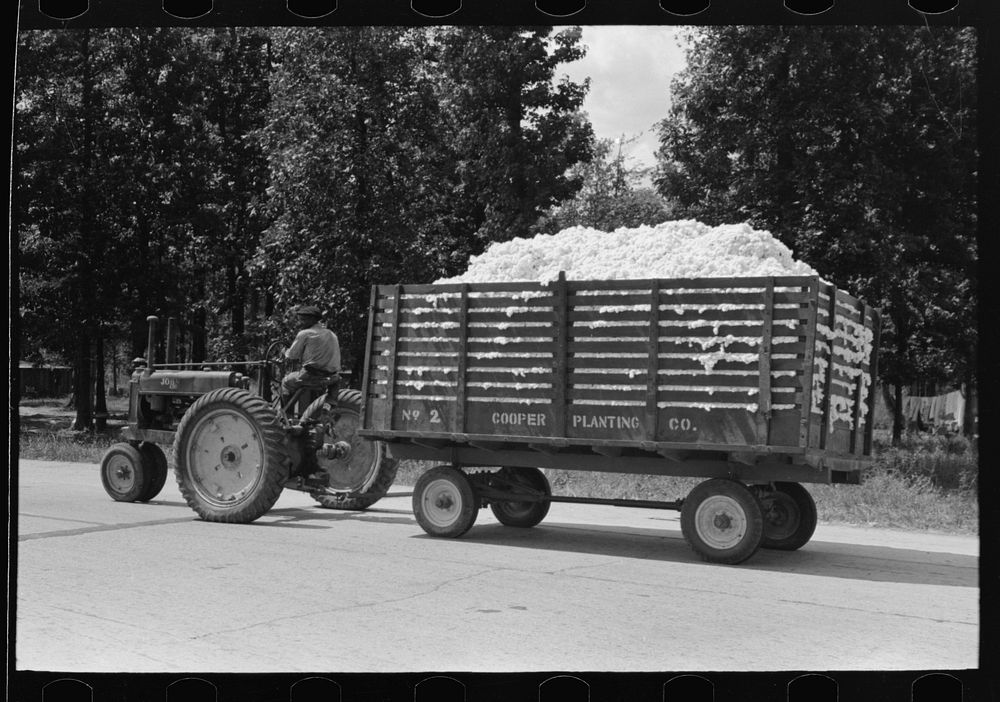 Modern method of transporting cotton to gin, Lehi, Arkansas by Russell Lee