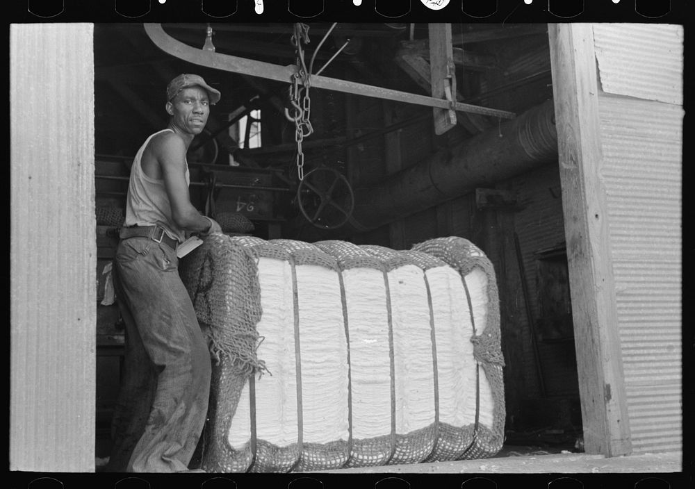 [Untitled photo, possibly related to: Cotton on scales at gin, Lehi, Arkansas] by Russell Lee