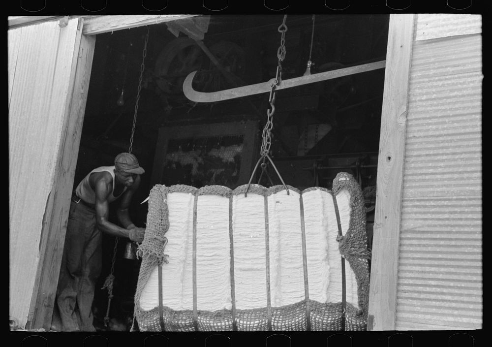 Cotton on scales at gin, Lehi, Arkansas by Russell Lee