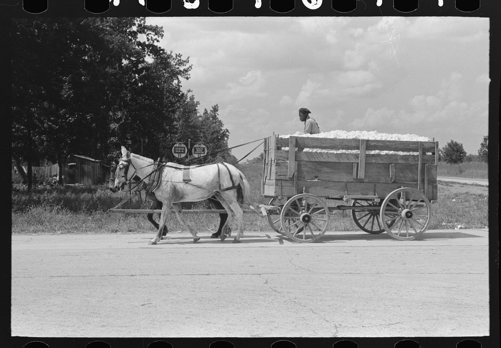 Hauling cotton to gin, Lehi, Arkansas by Russell Lee