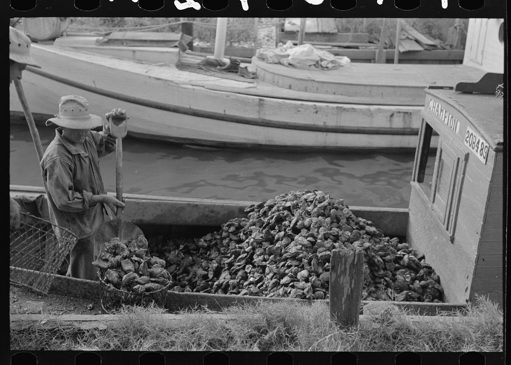 Unloading oysters from fisherman's boat, Olga, Louisiana by Russell Lee