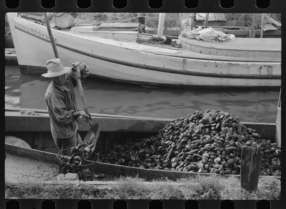 [Untitled photo, possibly related to: Unloading oysters from fisherman's boat, Olga, Louisiana] by Russell Lee
