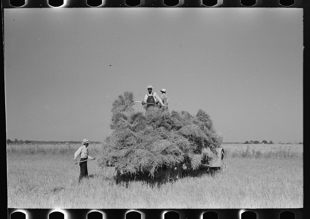 [Untitled photo, possibly related to: Pitching bundles of rice from rack to wagon. Note how bundle is caught in midair by…