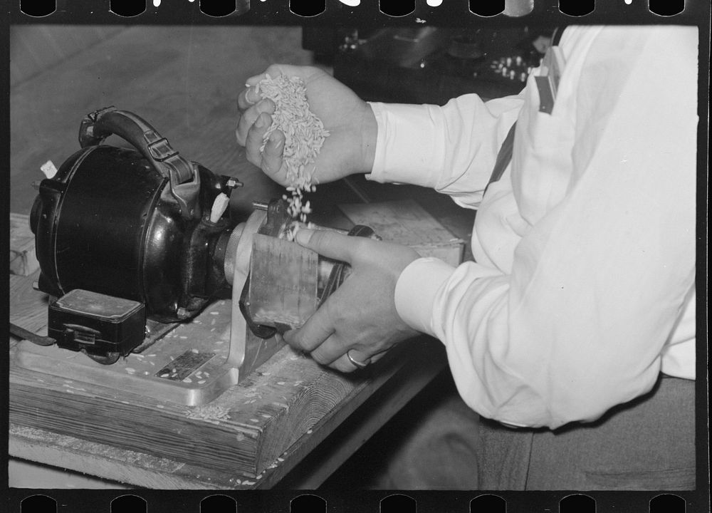 Placing sample of rice in milling machine for test, Crowley, Louisiana, state rice mill by Russell Lee