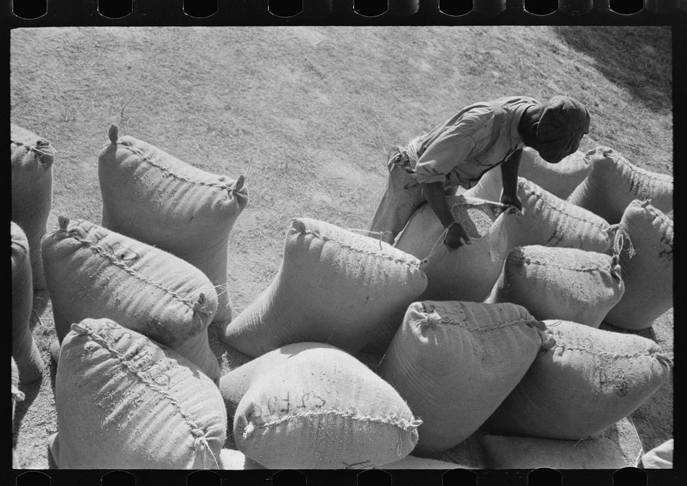 Sewing filled sack of rice, Crowley, Louisiana by Russell Lee
