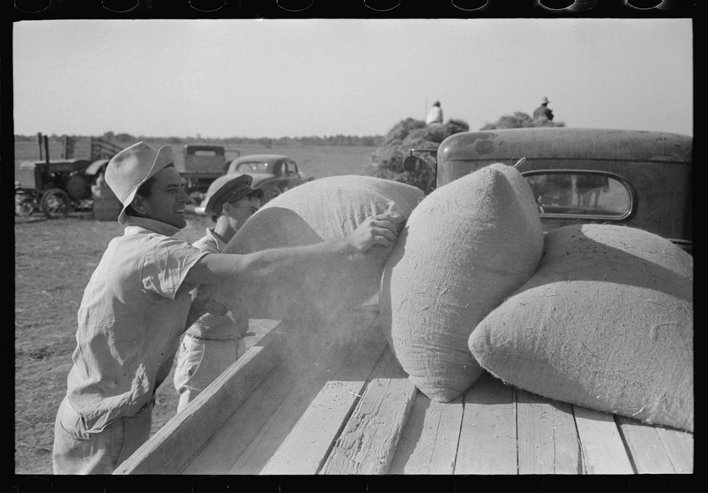 [Untitled photo, possibly related to: Sewing filled sack of rice, Crowley, Louisiana] by Russell Lee