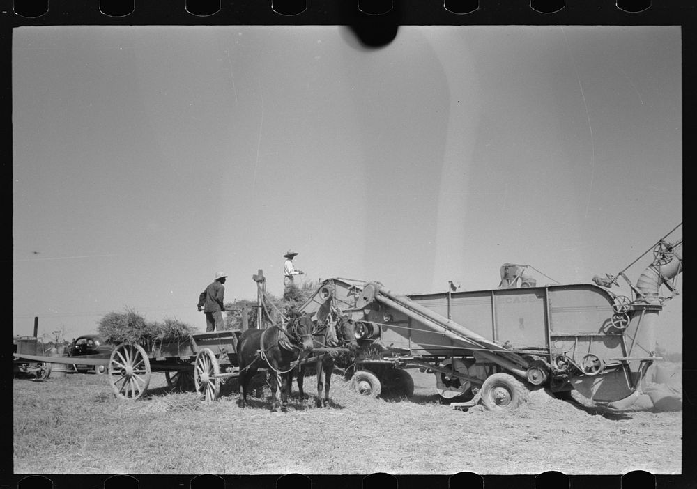 [Untitled photo, possibly related to: Threshing rice near Crowley, Louisiana] by Russell Lee
