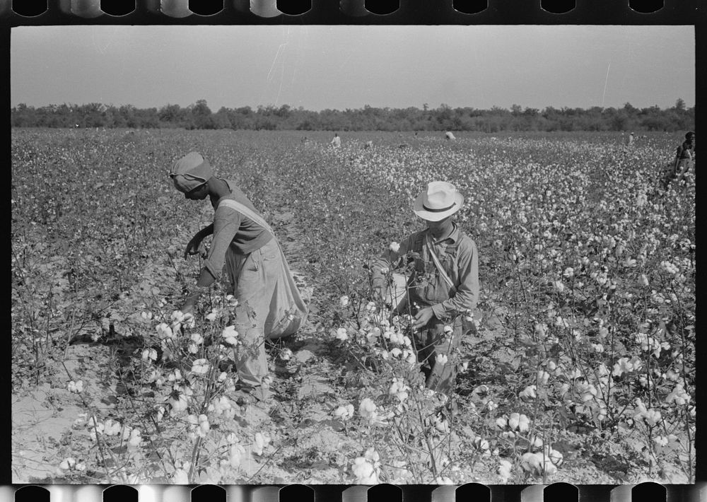 [Untitled photo, possibly related to: Cotton pickers, Lake Dick Project, Arkansas] by Russell Lee