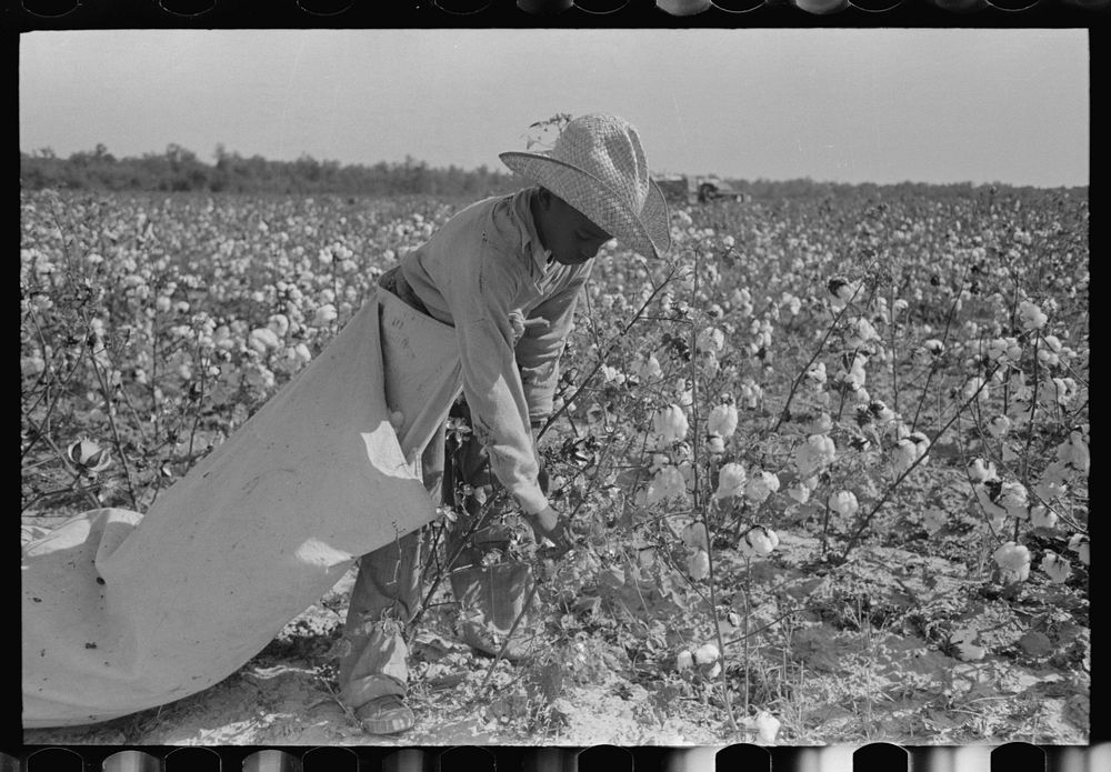 Cotton picker in fields of Lake Dick Cooperative Association. He is paid by the day and lives in Pine Bluff, Arkansas. Rate…