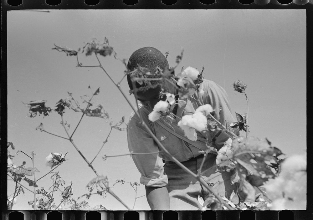 Picking cotton, Lake Dick Project, Arkansas by Russell Lee