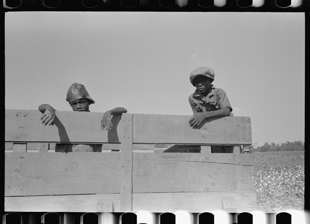 Boys in cotton truck, Lake Dick Project, Arkansas by Russell Lee