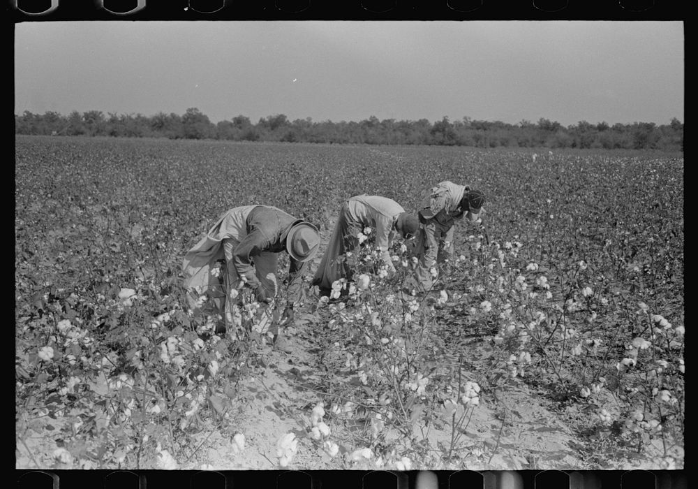 Picking cotton, Lake Dick Project, Arkansas by Russell Lee