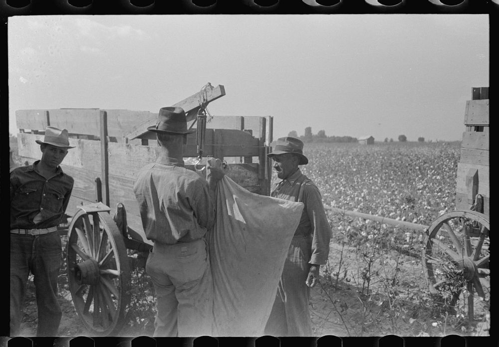 [Untitled photo, possibly related to:  cotton pickers on truck, Lake Dick, Arkansas] by Russell Lee