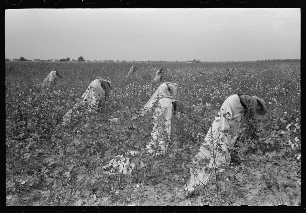 Cotton pickers, Lake Dick Project, Arkansas by Russell Lee