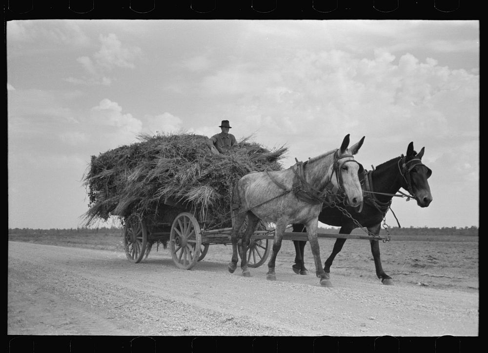 Moving soybean hay to barn, Lake Dick Project, Arkansas by Russell Lee